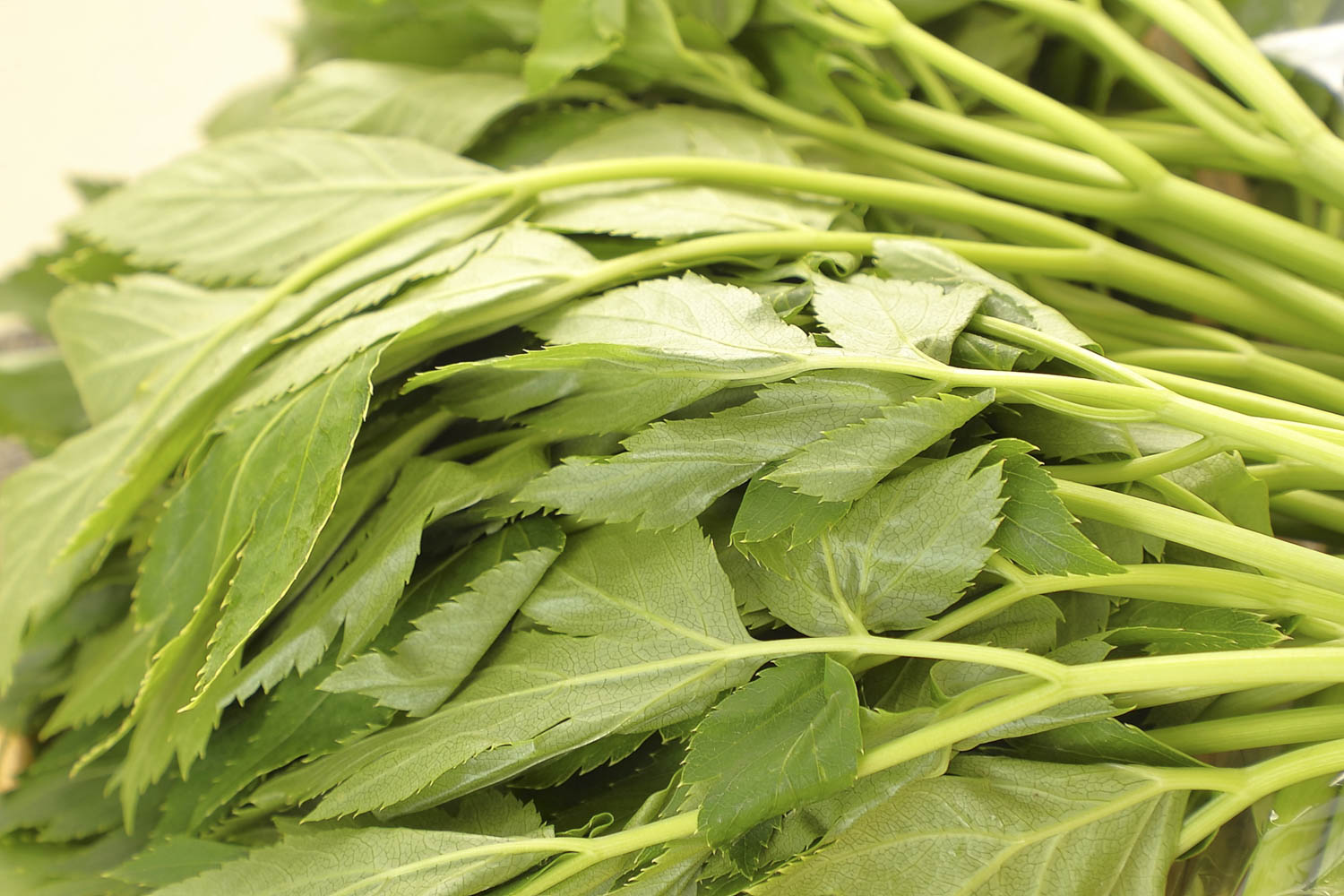 東京都島しょ振興公社